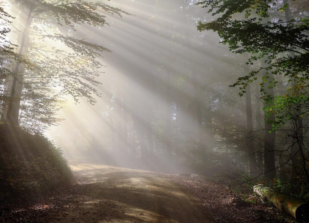 dirt road, sunbeams, forest, nature, fog, foggy morning, haze, mist, misty, trees, woods, woodlands, sunrays, sunlight, path, trail, morning, forest path, black forest